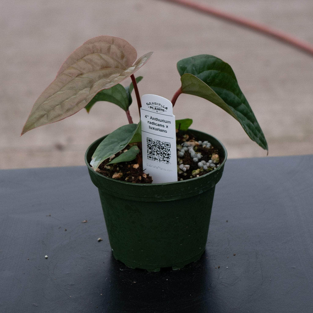 anthurium lucardi Anthurium radicans x luxurians