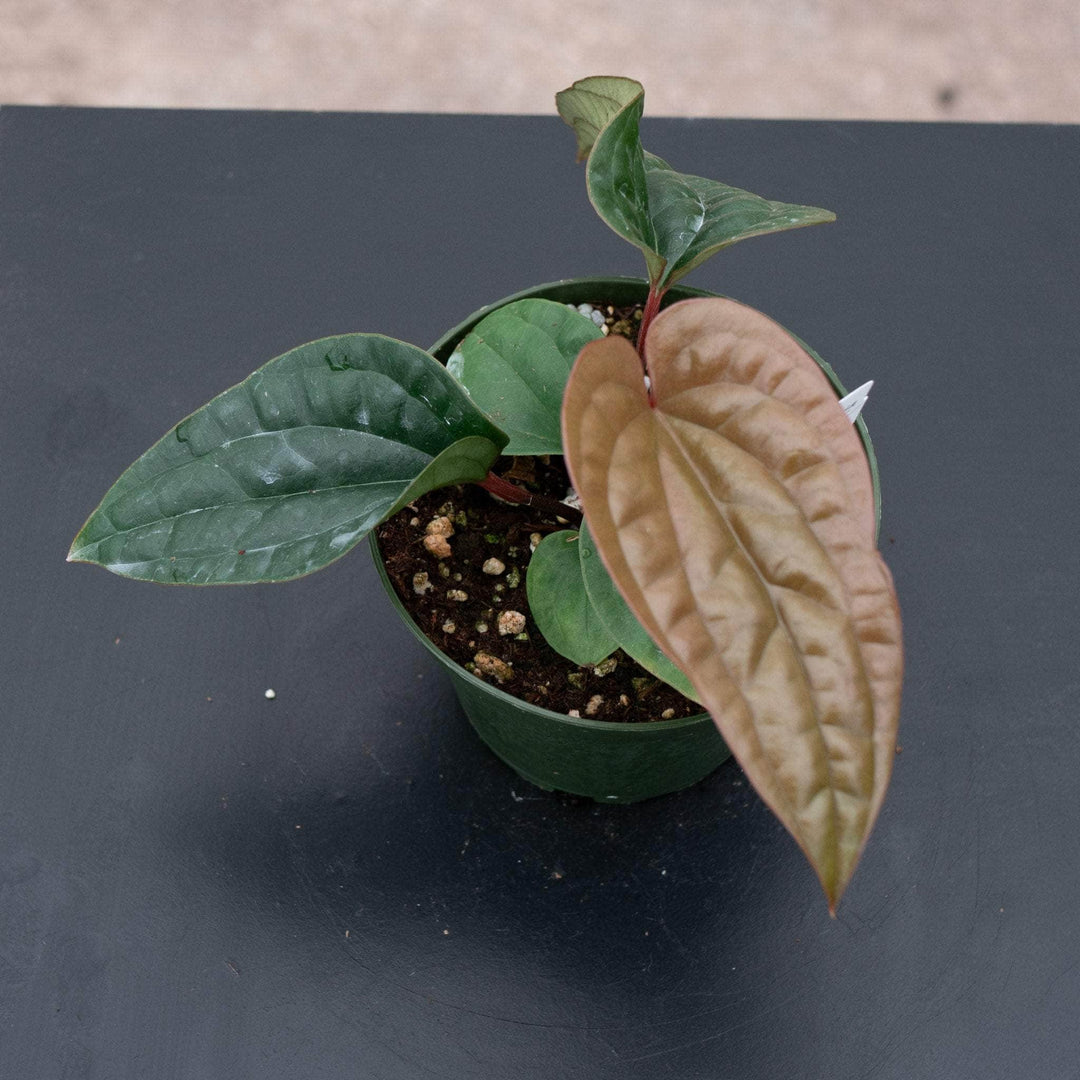 anthurium radicans x dressleri Anthurium radicans x luxurians