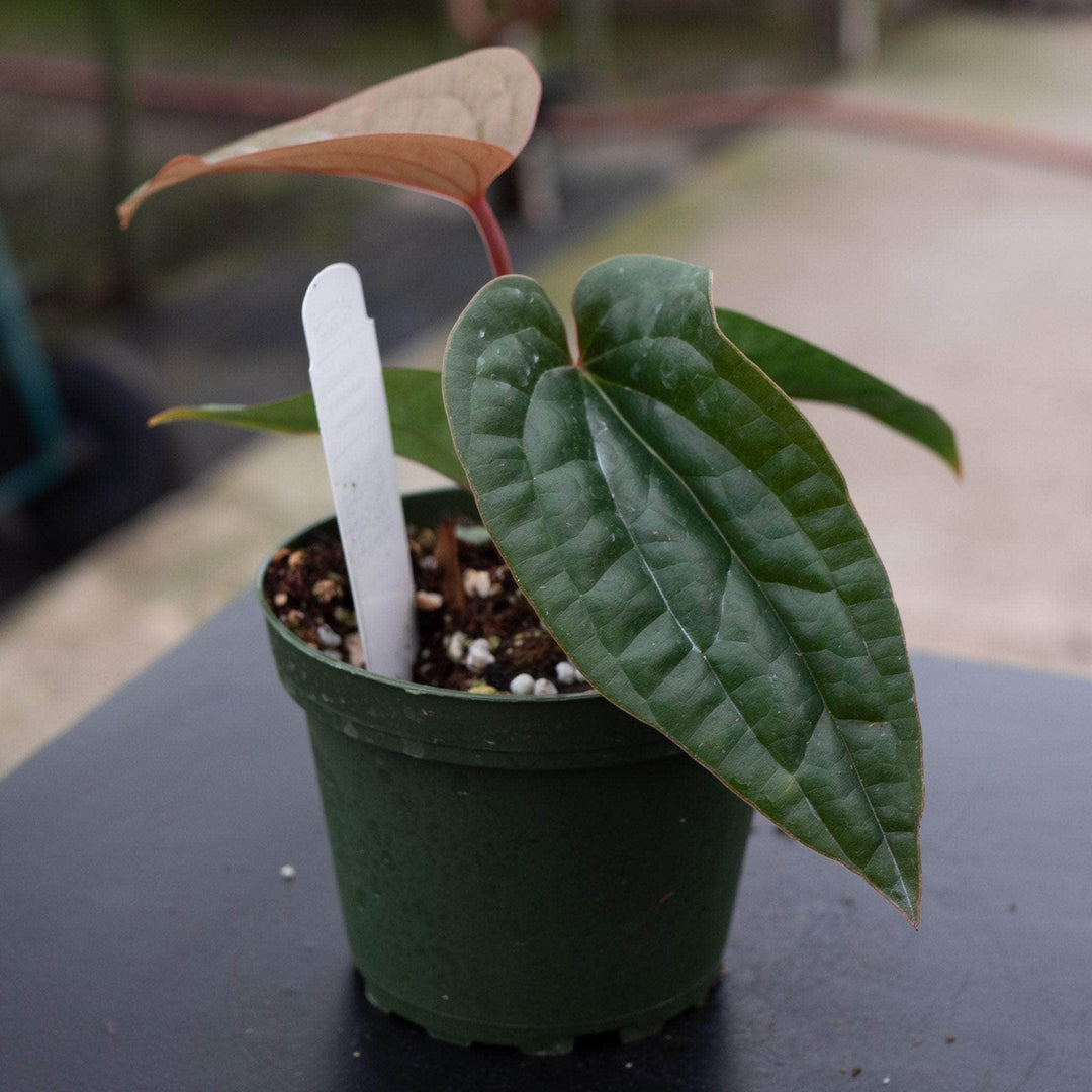 anthurium lucardi Anthurium radicans x luxurians