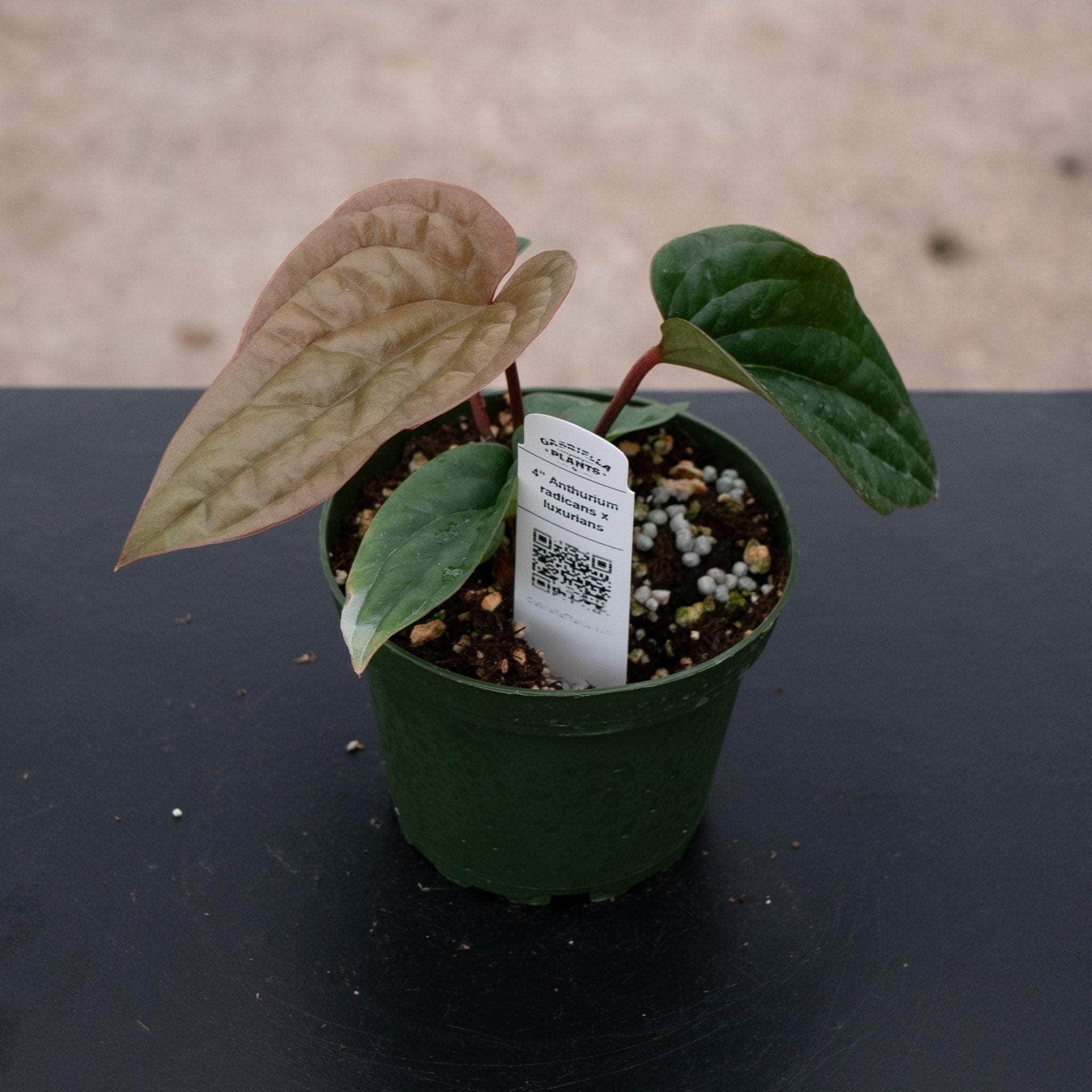 anthurium forgetii x nigrolaminum gigi Anthurium 'Not The Mama'/forgetii x nigrolaminum 'Gigi' main image 0