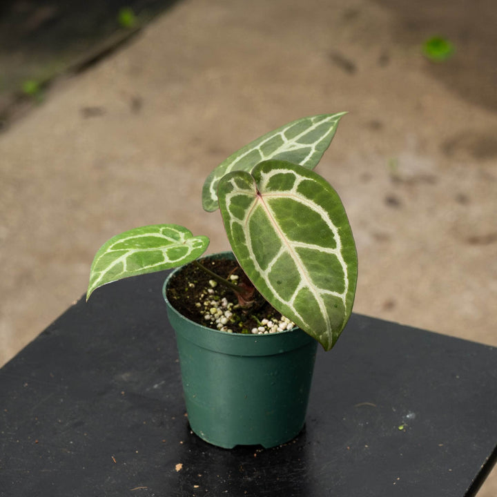 Gabriella Plants Anthurium 4" Anthurium &