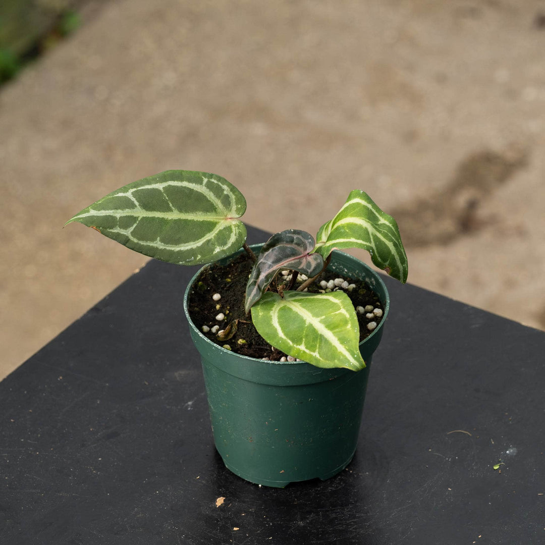 Gabriella Plants Anthurium 4" Anthurium &