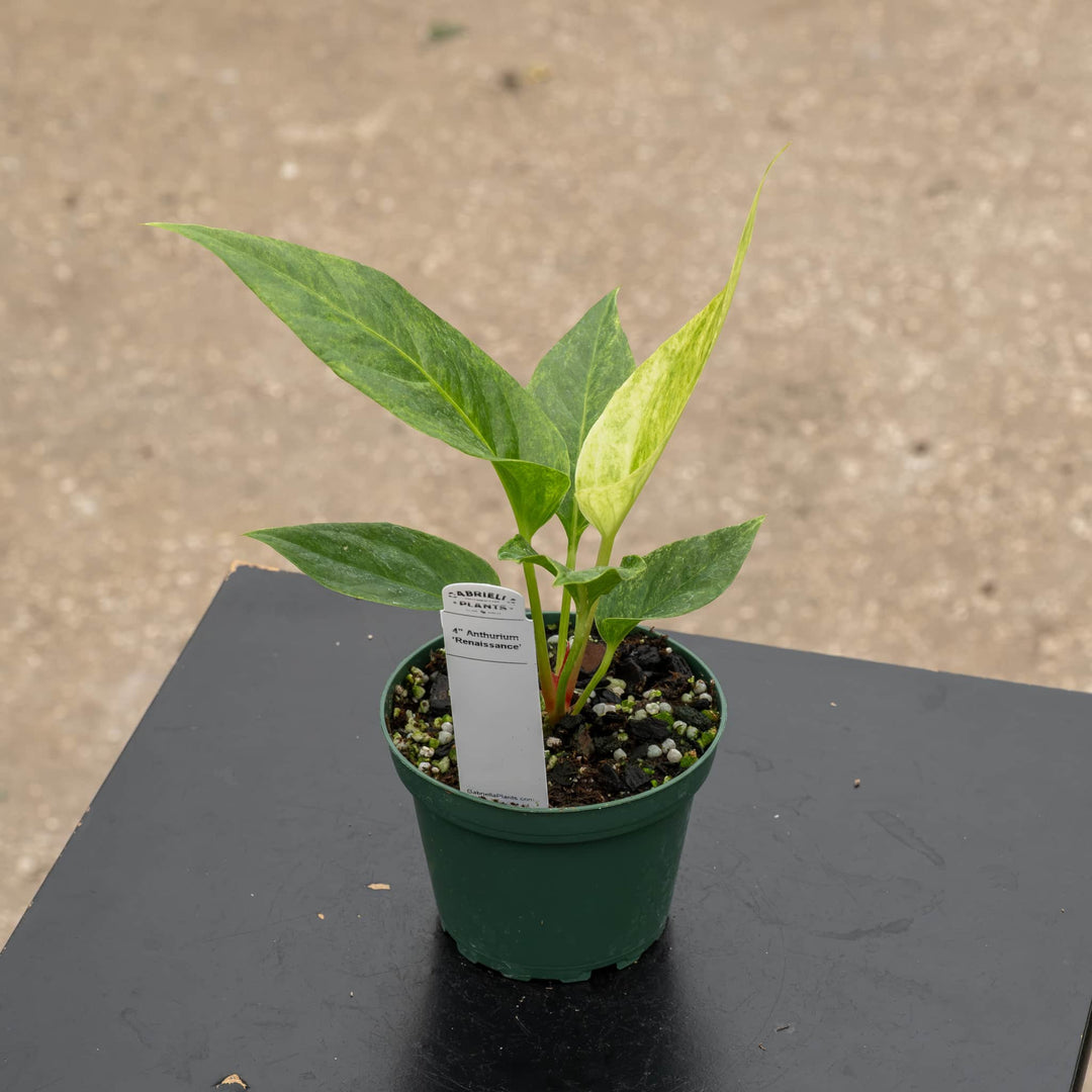 Gabriella Plants Tradescantia 4" Anthurium ‘Renaissance’