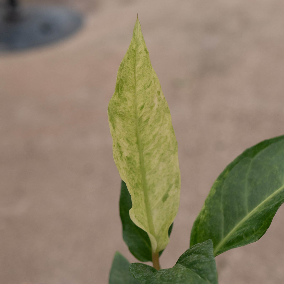 Gabriella Plants Tradescantia 4" Anthurium ‘Renaissance’