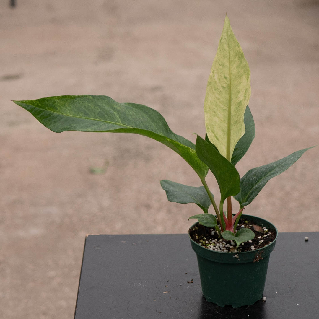 Gabriella Plants Tradescantia 4" Anthurium ‘Renaissance’
