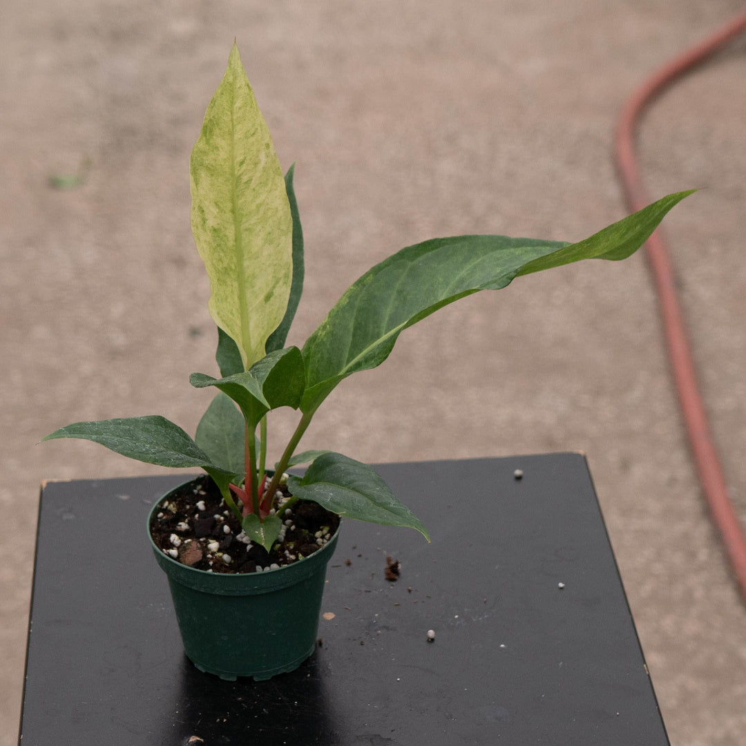Gabriella Plants Tradescantia 4" Anthurium ‘Renaissance’