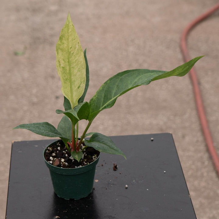 Gabriella Plants Tradescantia 4" Anthurium ‘Renaissance’