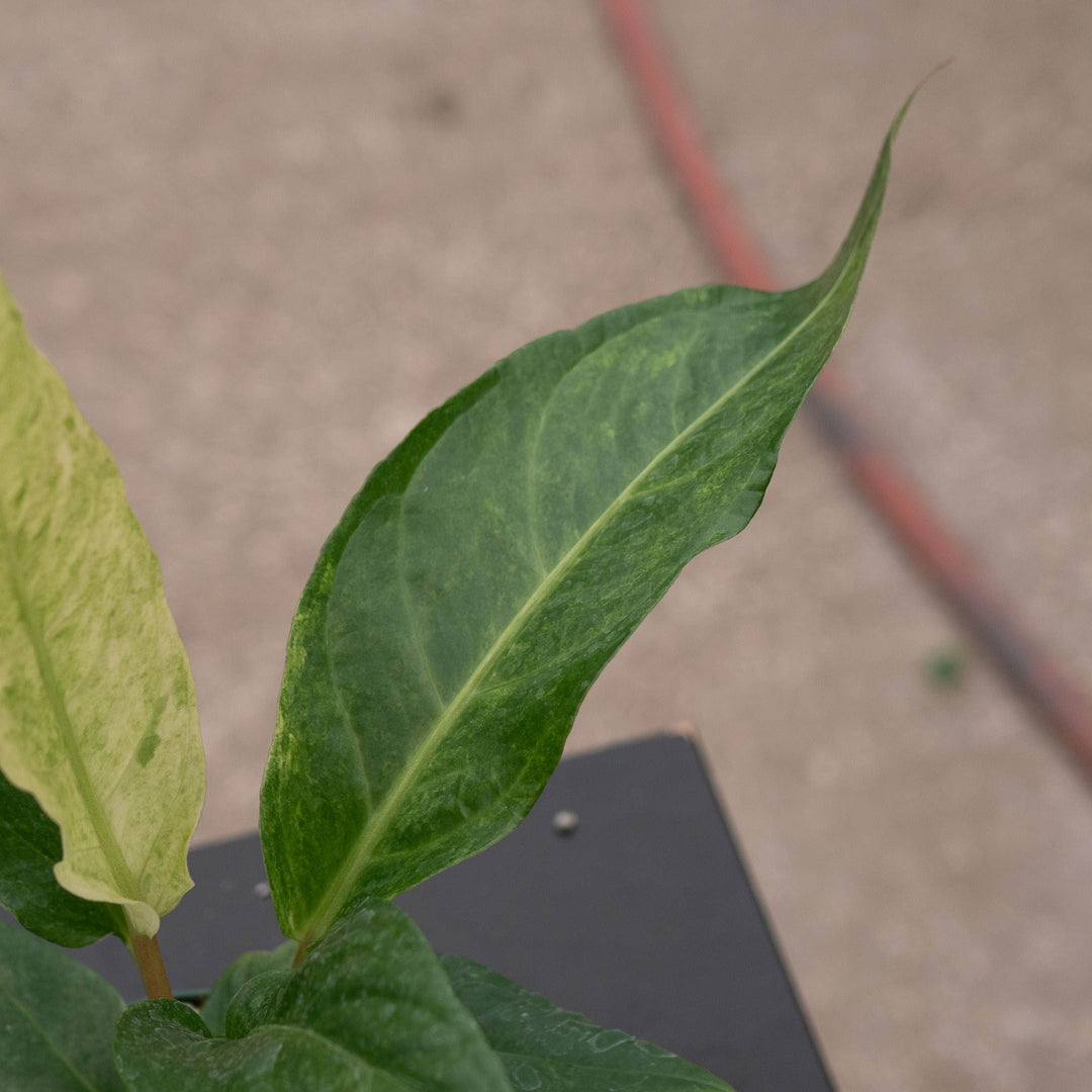 Gabriella Plants Tradescantia 4" Anthurium ‘Renaissance’