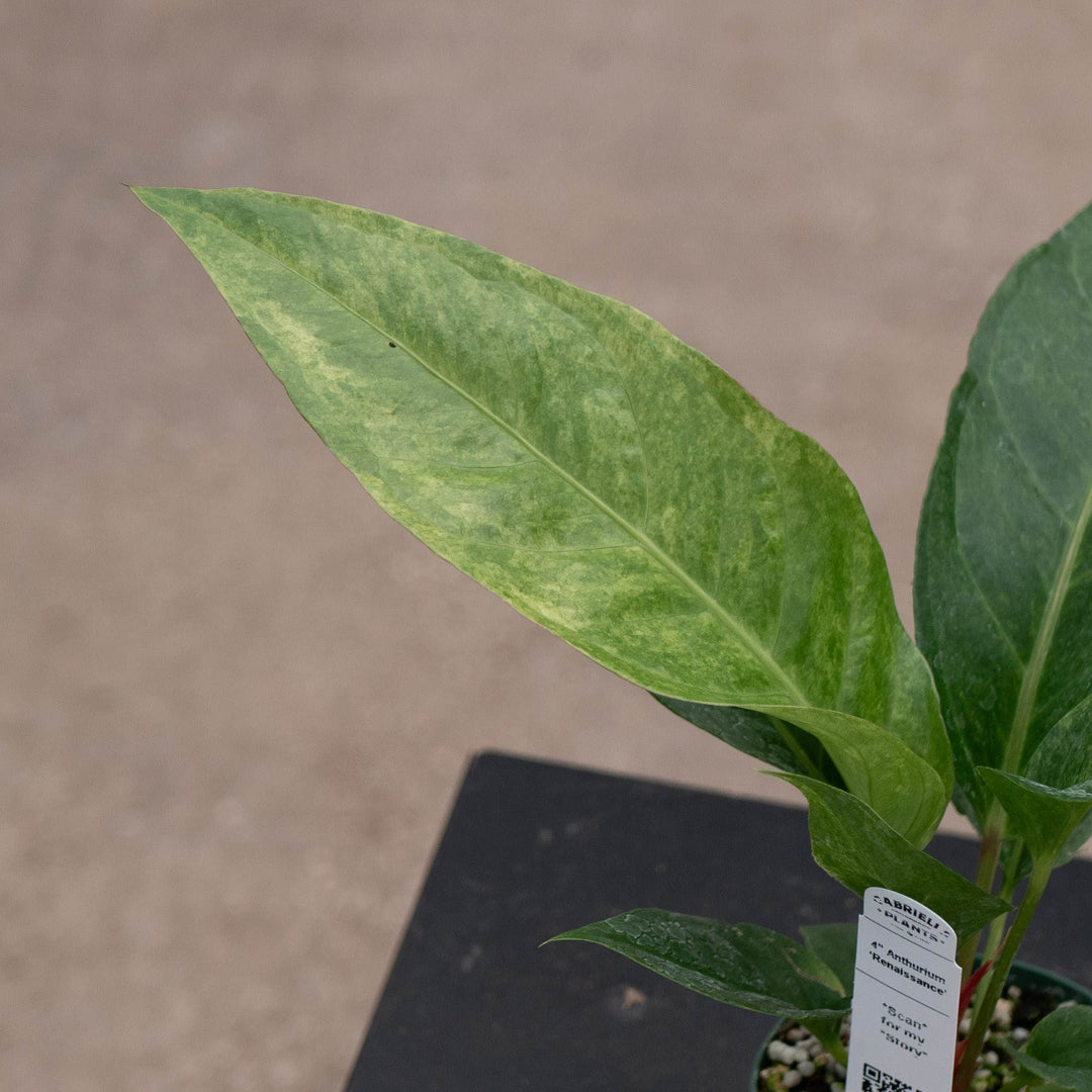Gabriella Plants Tradescantia 4" Anthurium ‘Renaissance’