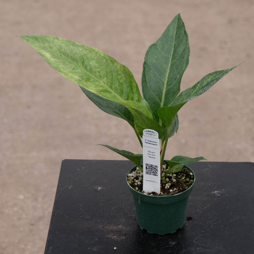 Gabriella Plants Tradescantia 4" Anthurium ‘Renaissance’
