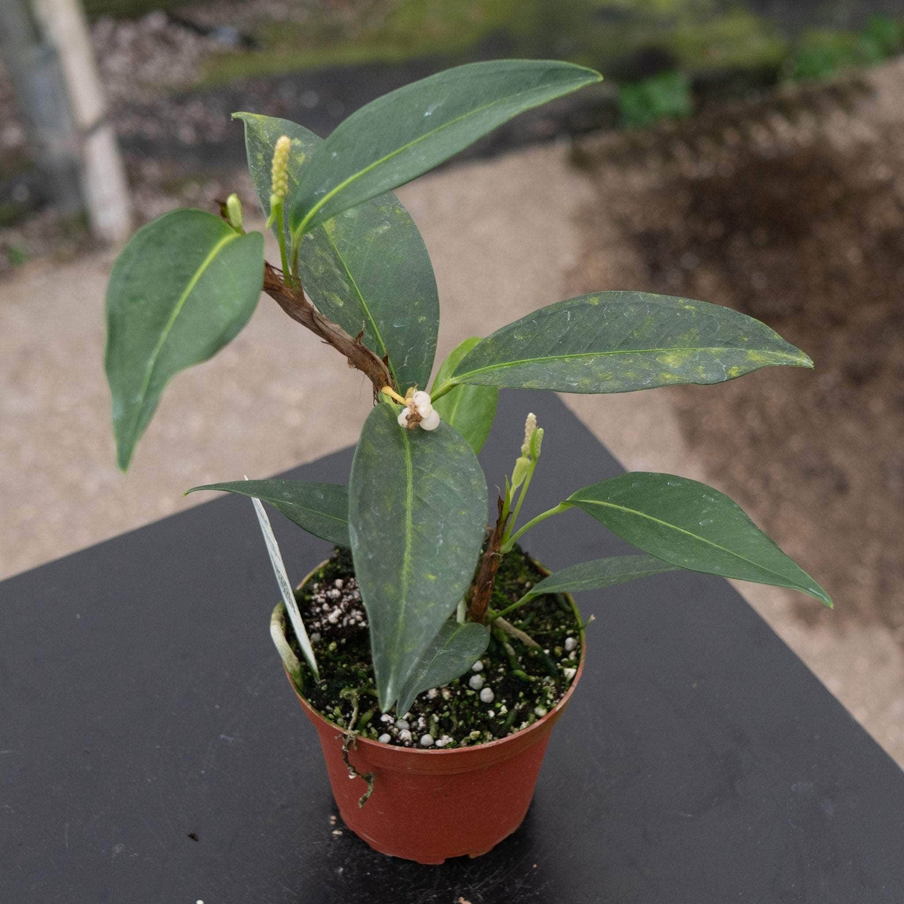 anthurium scandens var pumila Anthurium scandens 'String of Pearls'