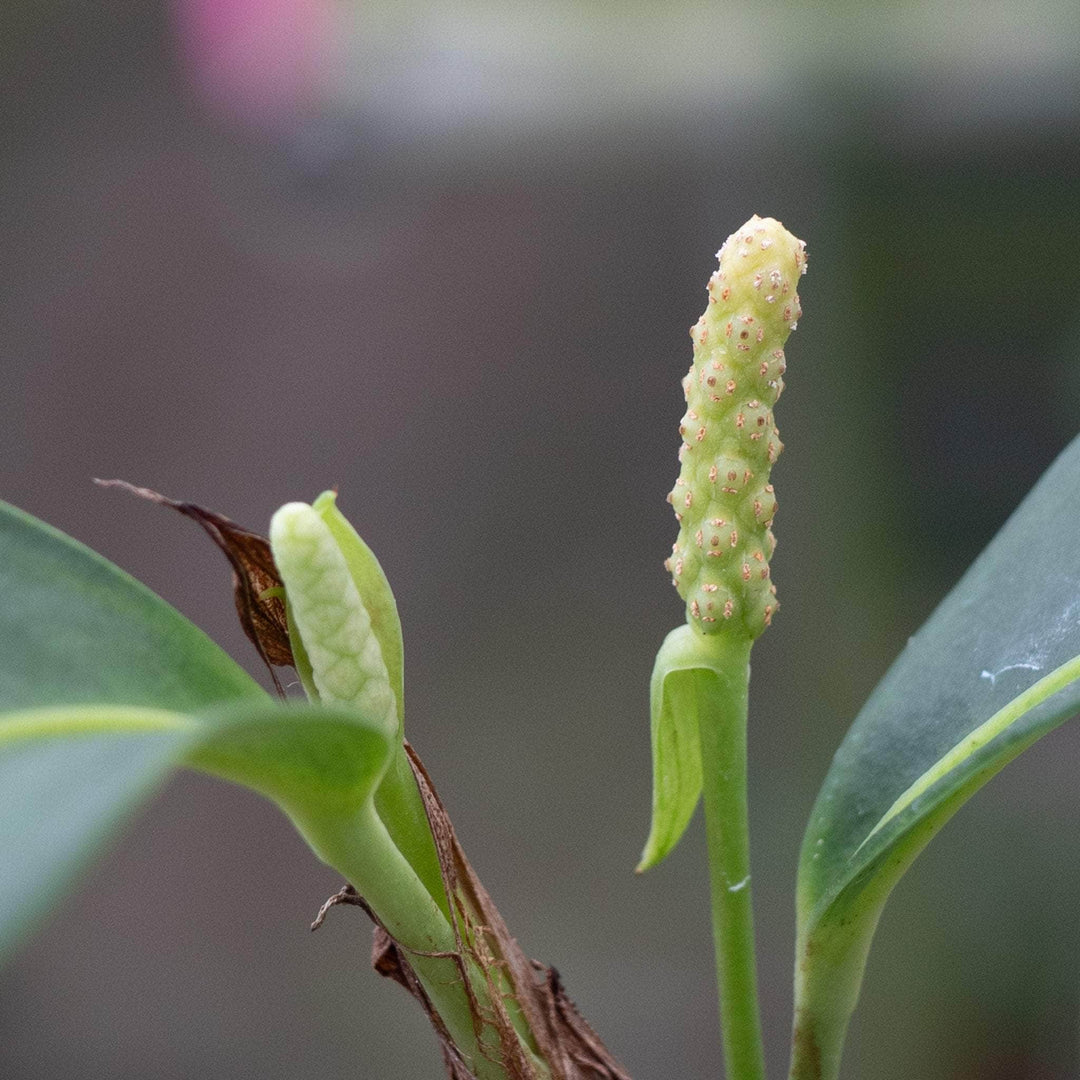 anthurium buds Anthurium scandens 'String of Pearls'