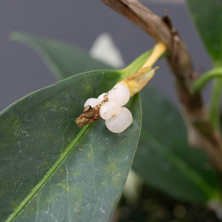 Gabriella Plants Anthurium 4" Anthurium scandens ‘String of Pearls’