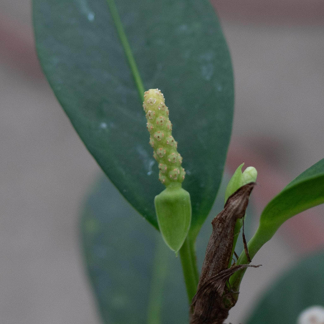 Gabriella Plants Anthurium 4" Anthurium scandens ‘String of Pearls’