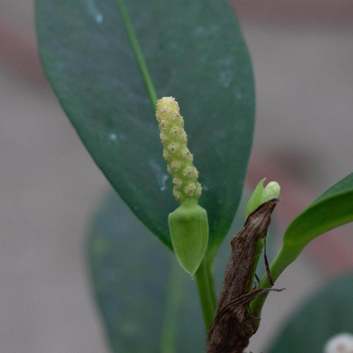 Gabriella Plants Anthurium 4" Anthurium scandens ‘String of Pearls’