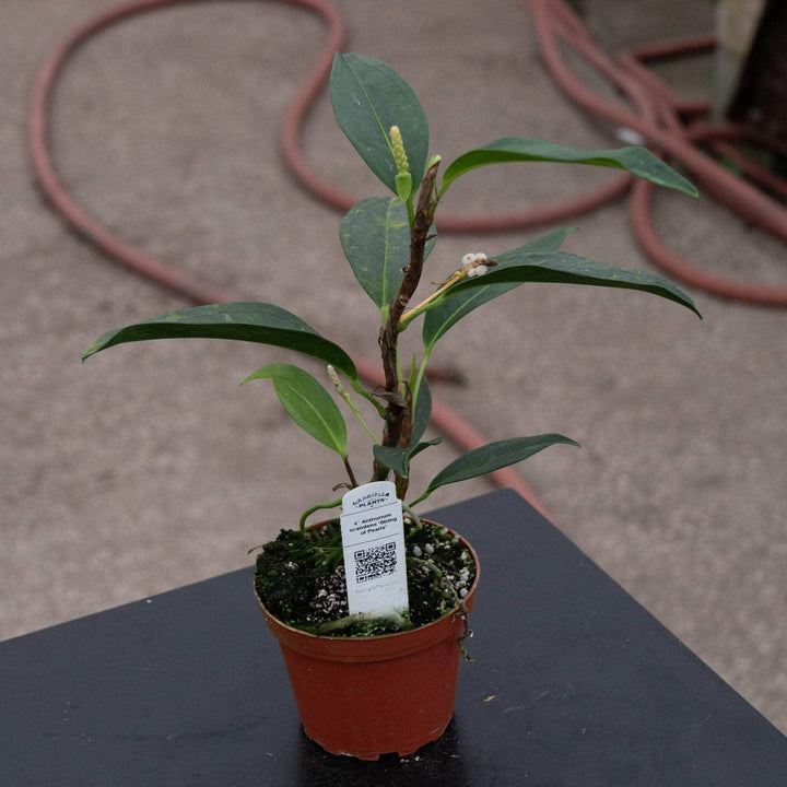 Gabriella Plants Anthurium 4" Anthurium scandens ‘String of Pearls’
