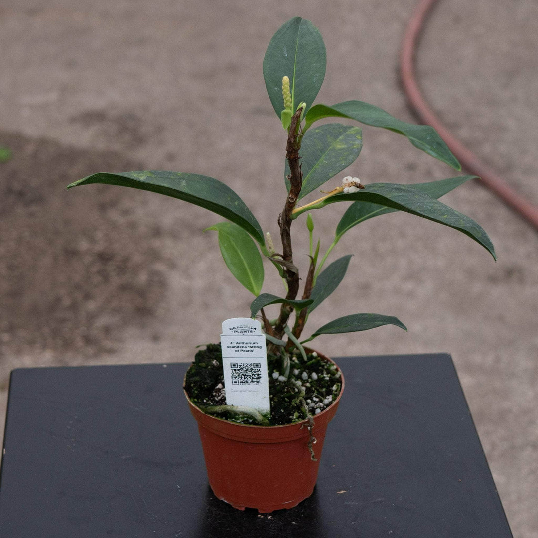 Gabriella Plants Anthurium 4" Anthurium scandens ‘String of Pearls’