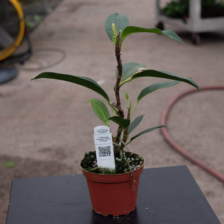 Gabriella Plants Anthurium 4" Anthurium scandens ‘String of Pearls’