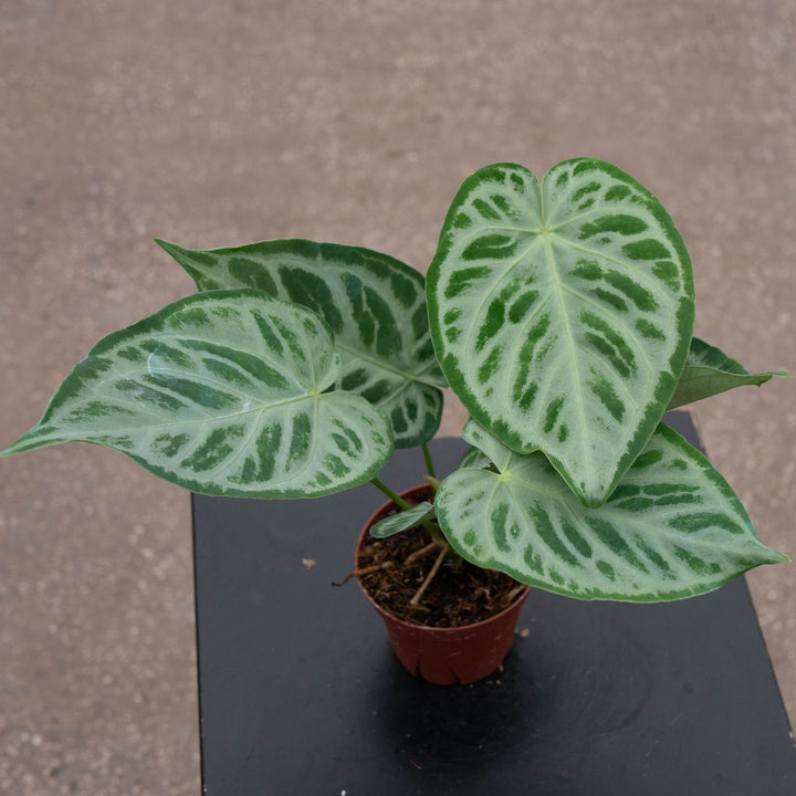 Gabriella Plants Anthurium 4" Anthurium &