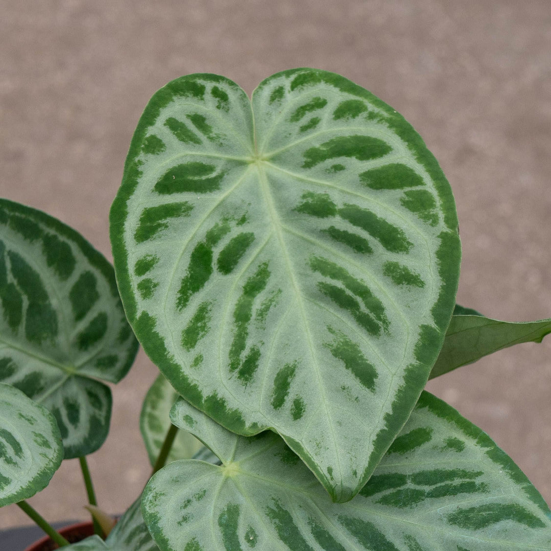 Gabriella Plants Anthurium 4" Anthurium &