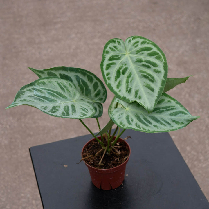 Gabriella Plants Anthurium 4" Anthurium &