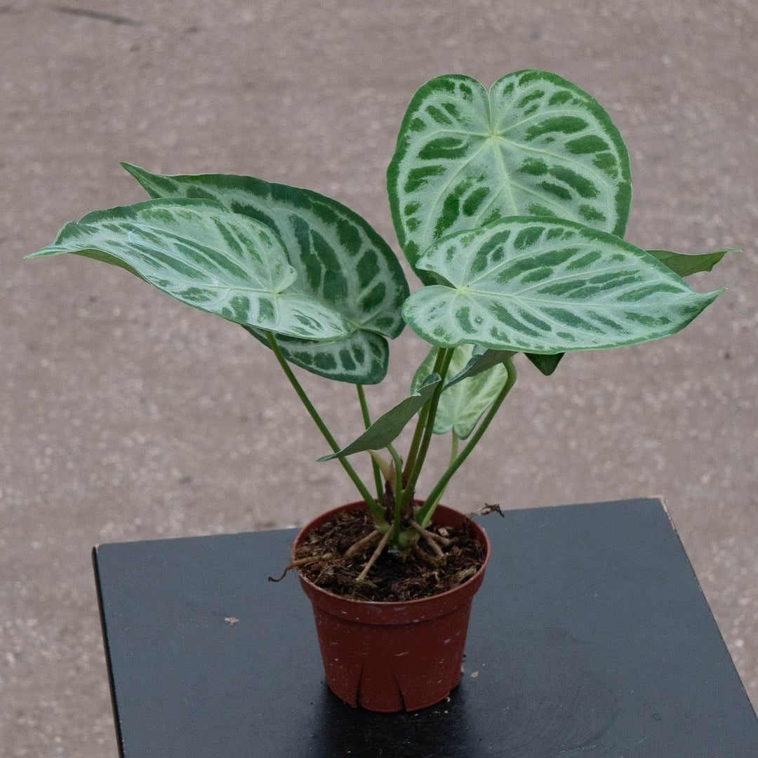 Gabriella Plants Anthurium 4" Anthurium &
