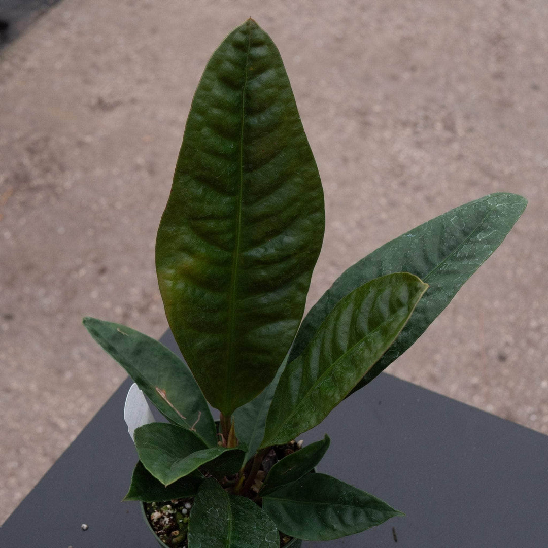 anthurium superbum variegated Anthurium superbum