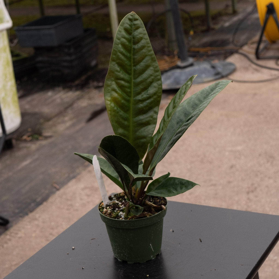 anthurium superbum size Anthurium superbum
