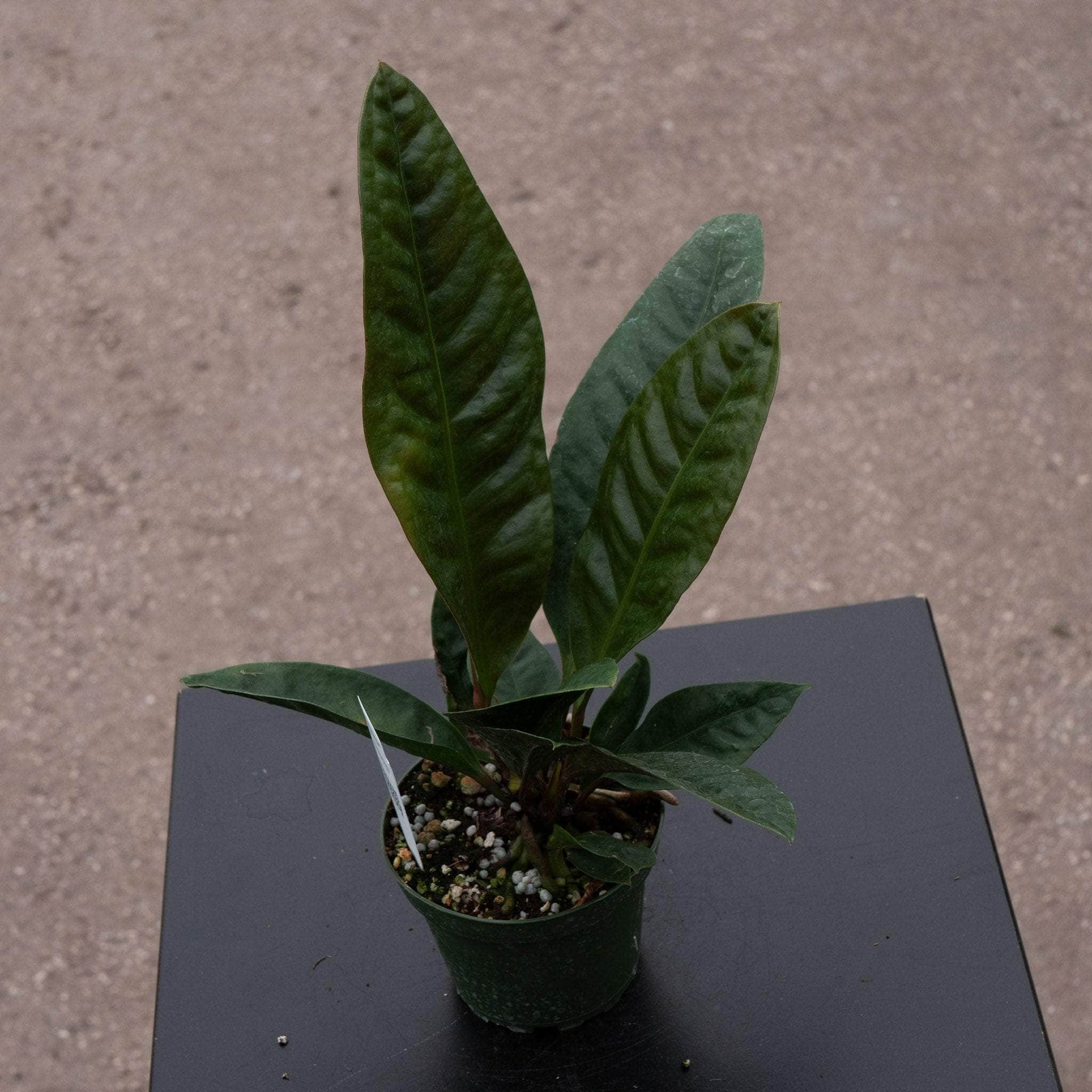 anthurium superbum bloom Anthurium superbum