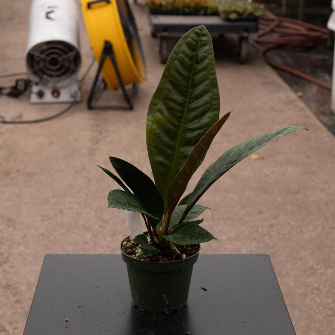 anthurium neo superbum Anthurium superbum