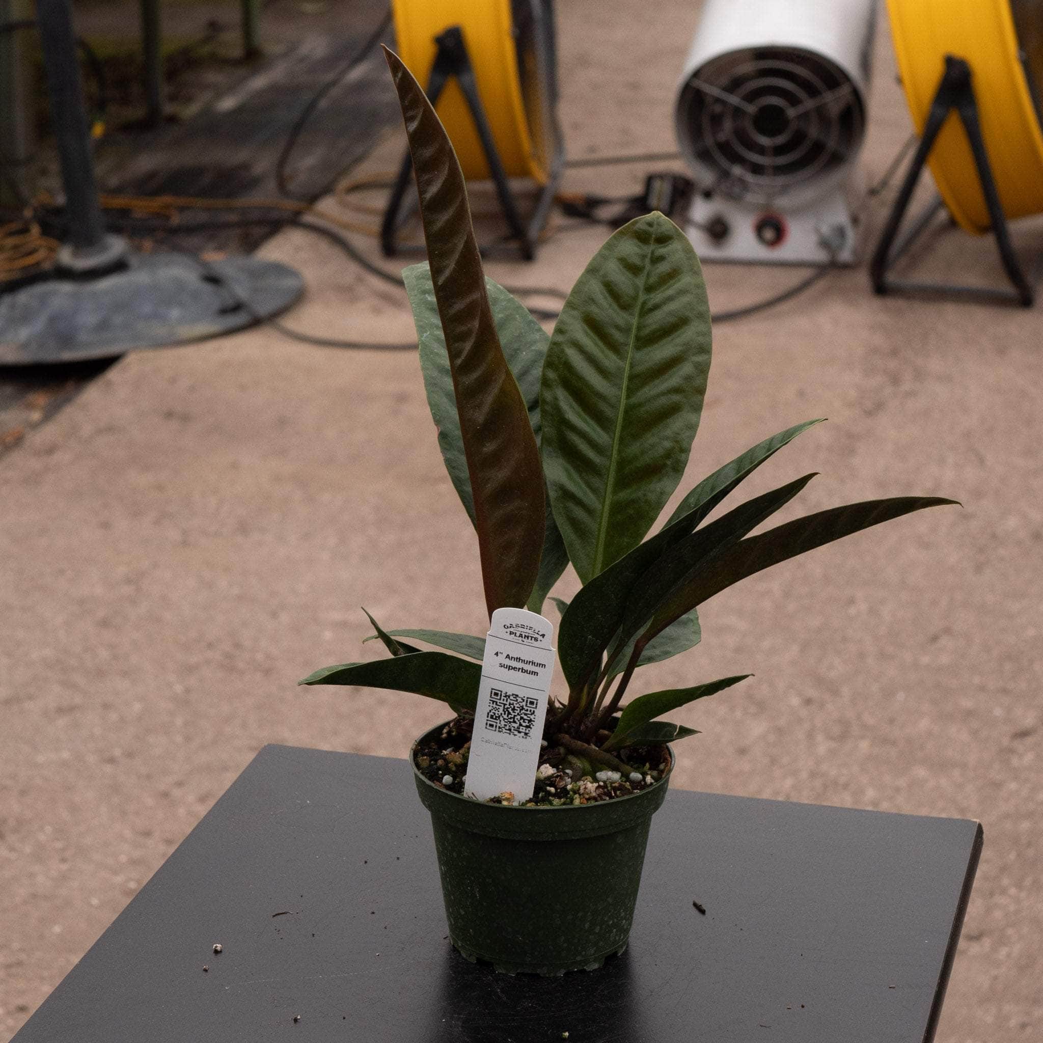 Anthurium superbum - Gabriella Plants