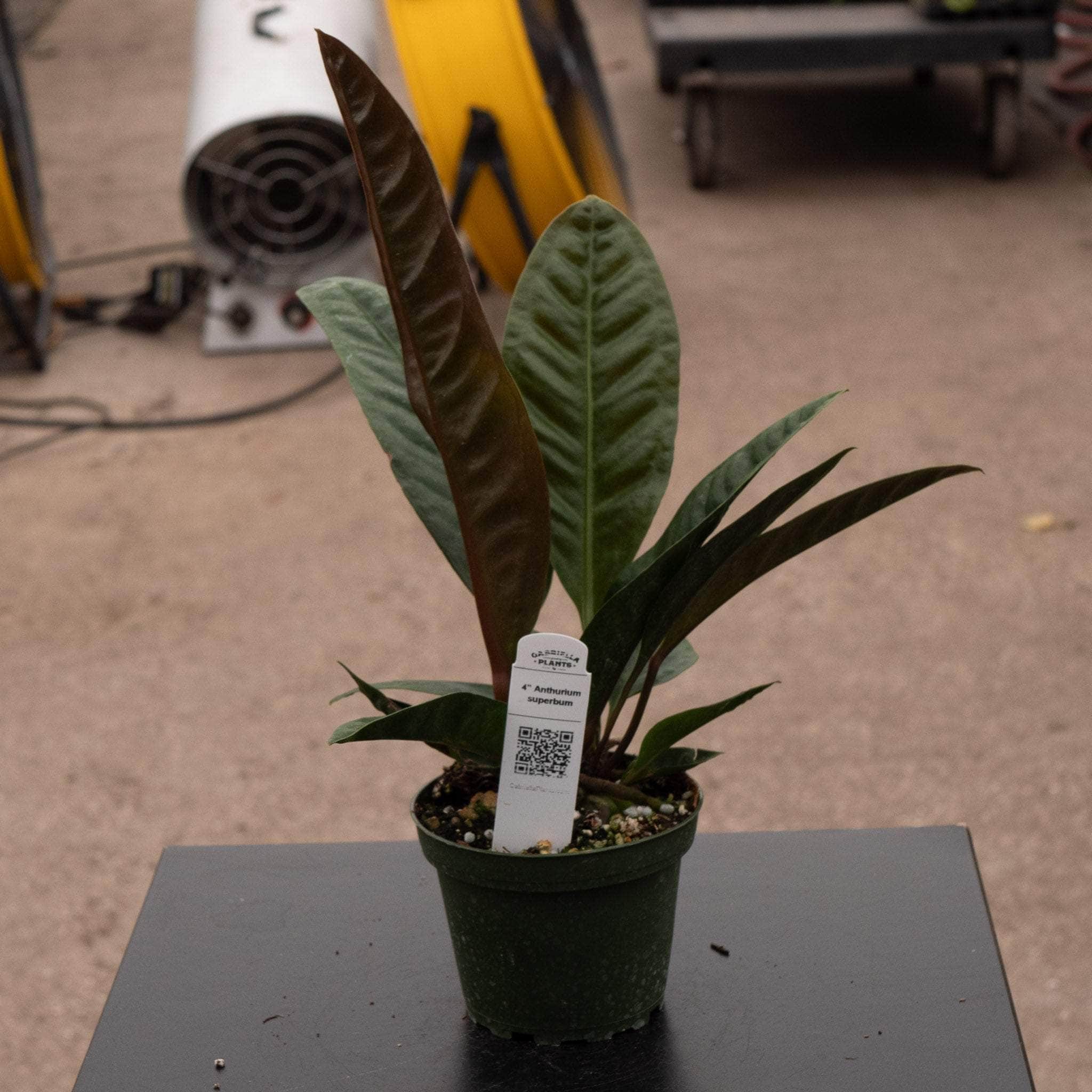 Anthurium superbum - Thumbnail 3