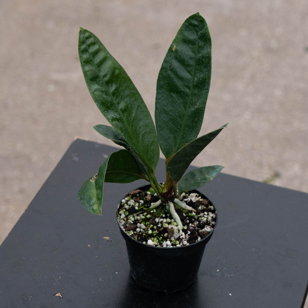 Gabriella Plants Anthurium 4" Anthurium superbum