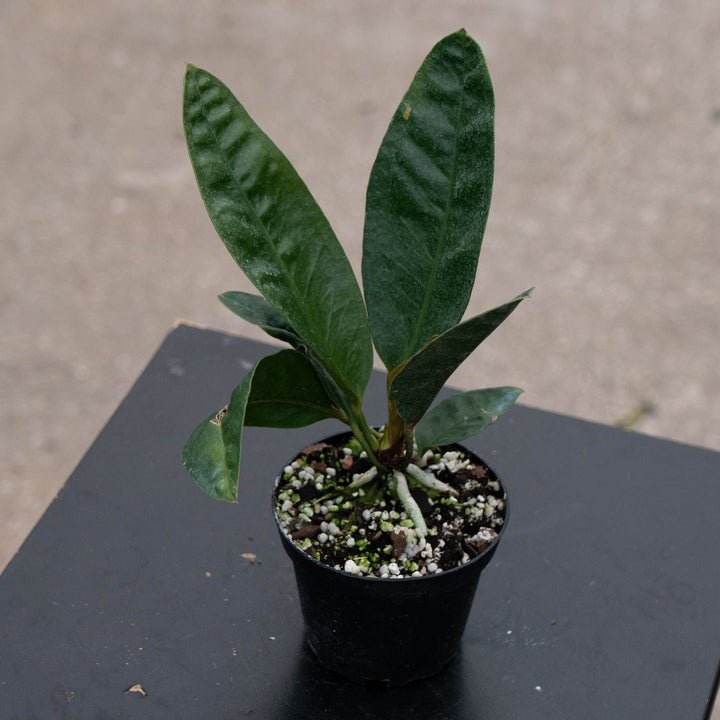 Gabriella Plants Anthurium 4" Anthurium superbum