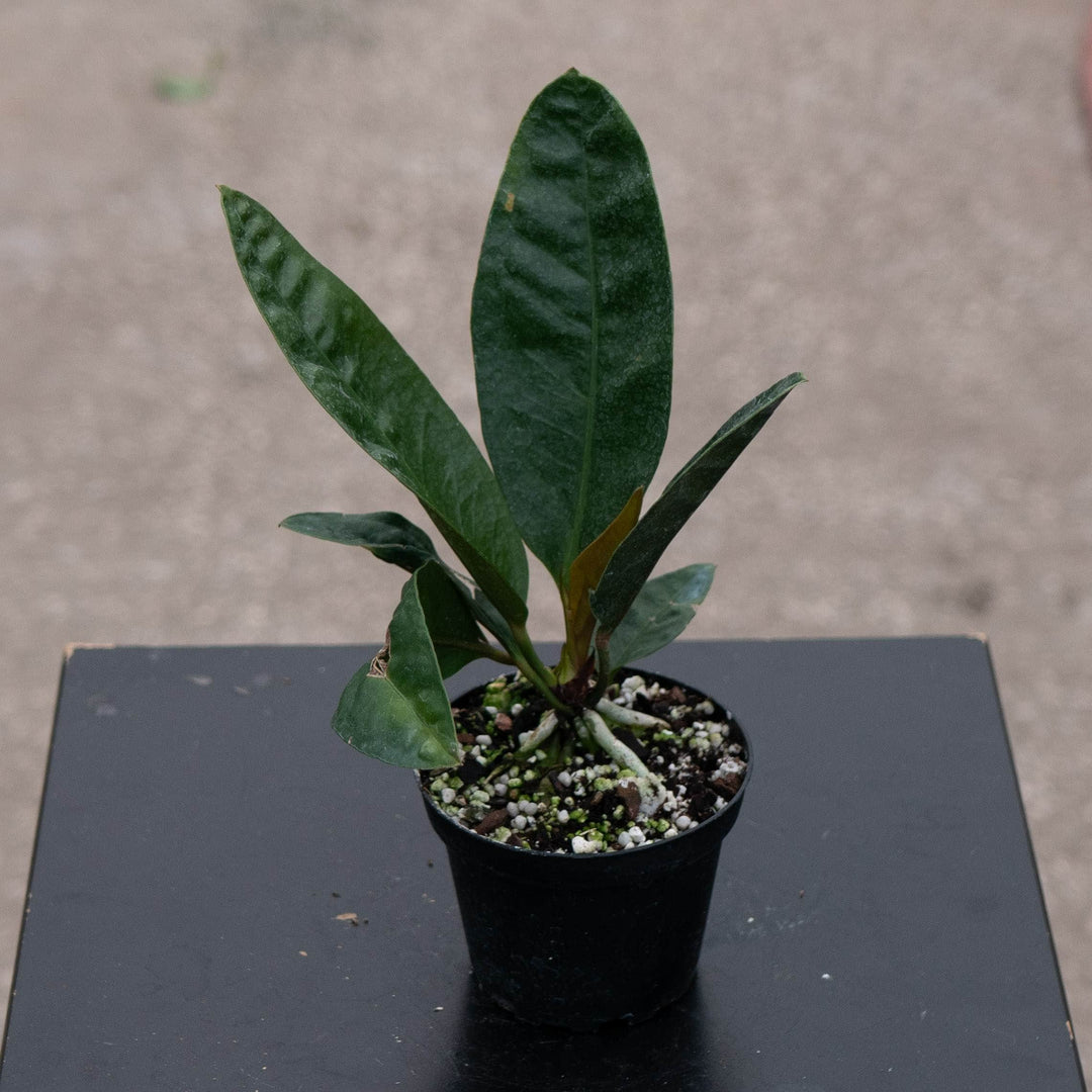Gabriella Plants Anthurium 4" Anthurium superbum