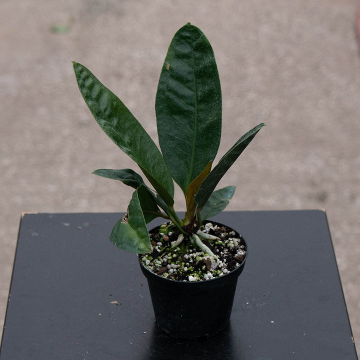 Gabriella Plants Anthurium 4" Anthurium superbum
