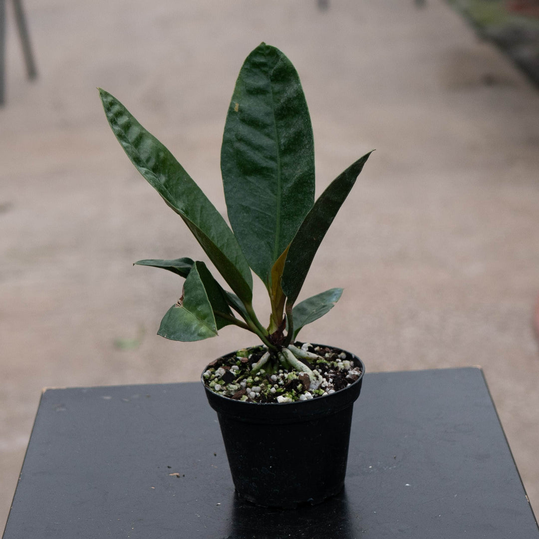 Gabriella Plants Anthurium 4" Anthurium superbum