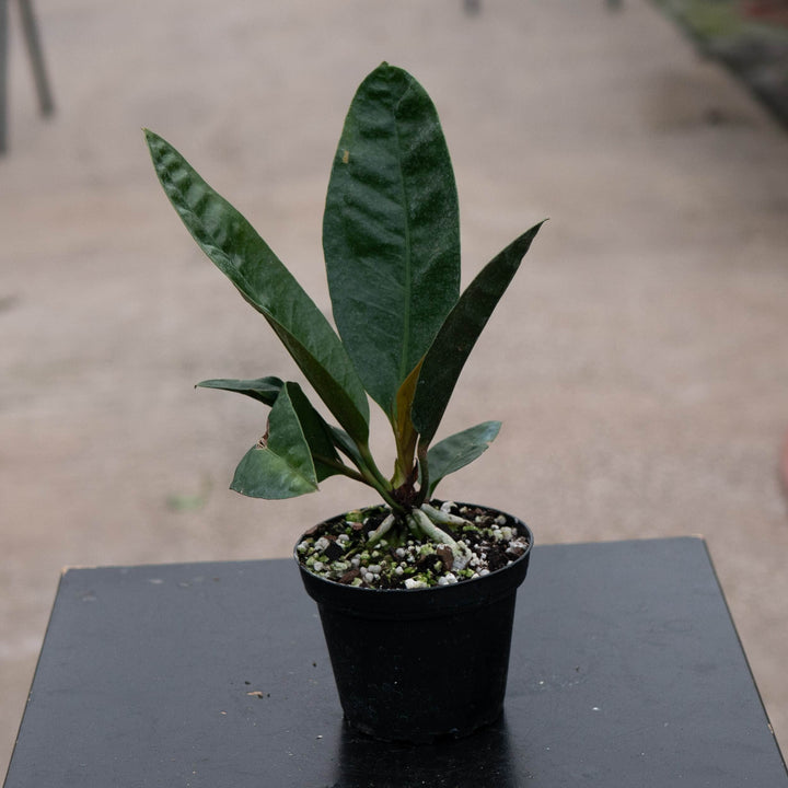 Gabriella Plants Anthurium 4" Anthurium superbum