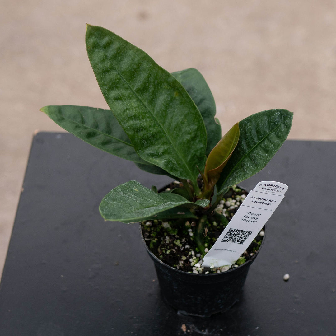 Gabriella Plants Anthurium 4" Anthurium superbum