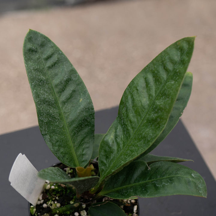Gabriella Plants Anthurium 4" Anthurium superbum