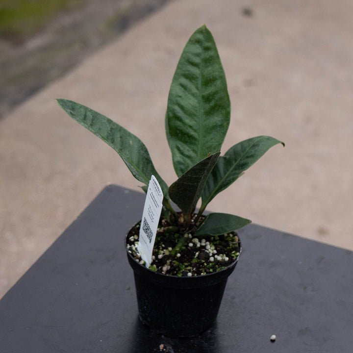Gabriella Plants Anthurium 4" Anthurium superbum