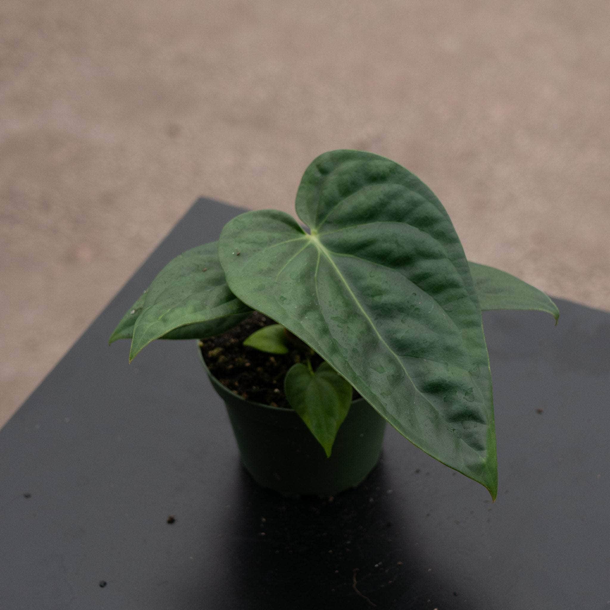 anthurium pulcachense Anthurium ‘$tarstruckk’ (forgetii x pulcachense)