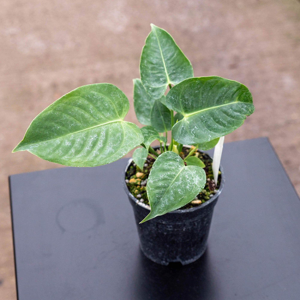 anthurium veitchii black Anthurium veitchii "King Anthurium"