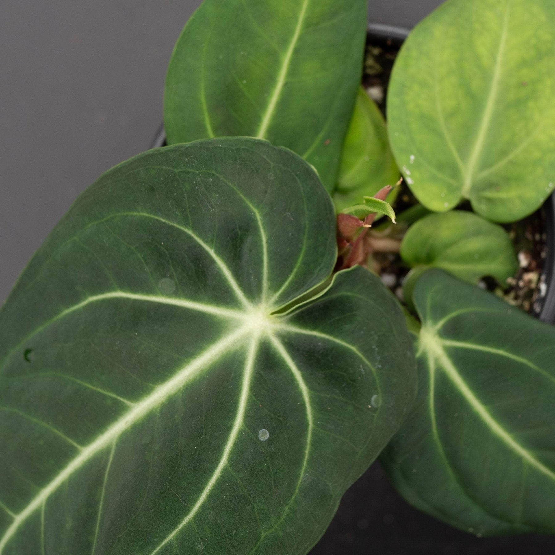 anthurium villenaorum for sale Anthurium villenaorum