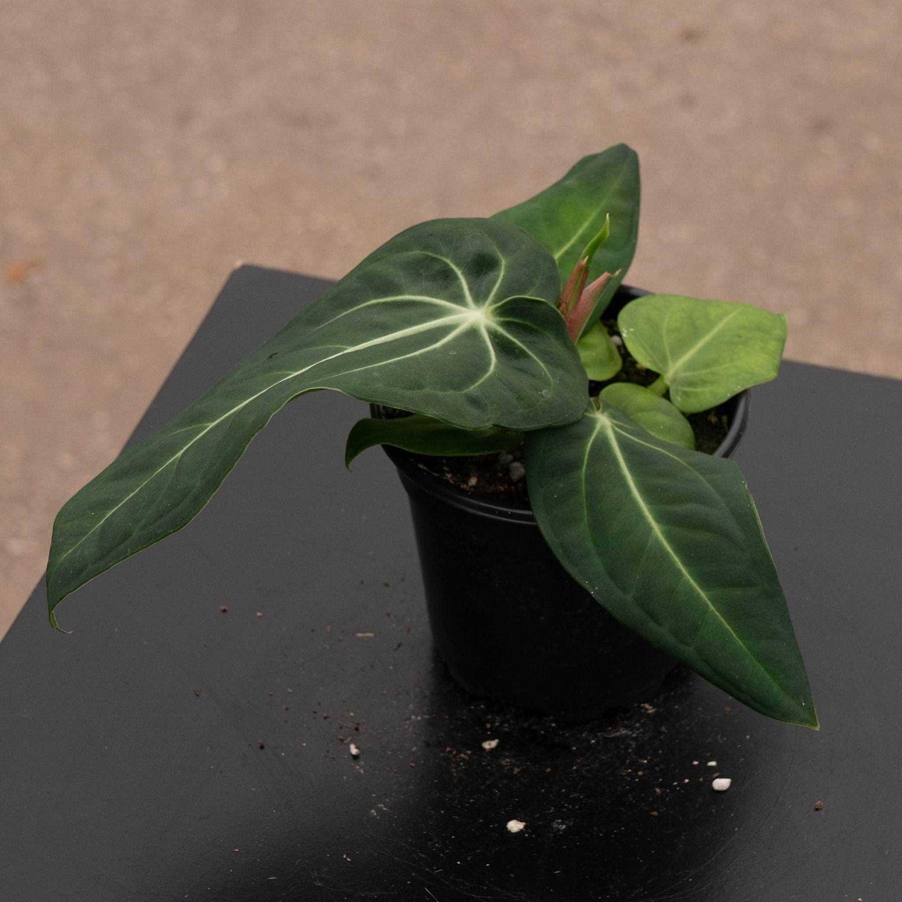 anthurium arrowhead Anthurium villenaorum