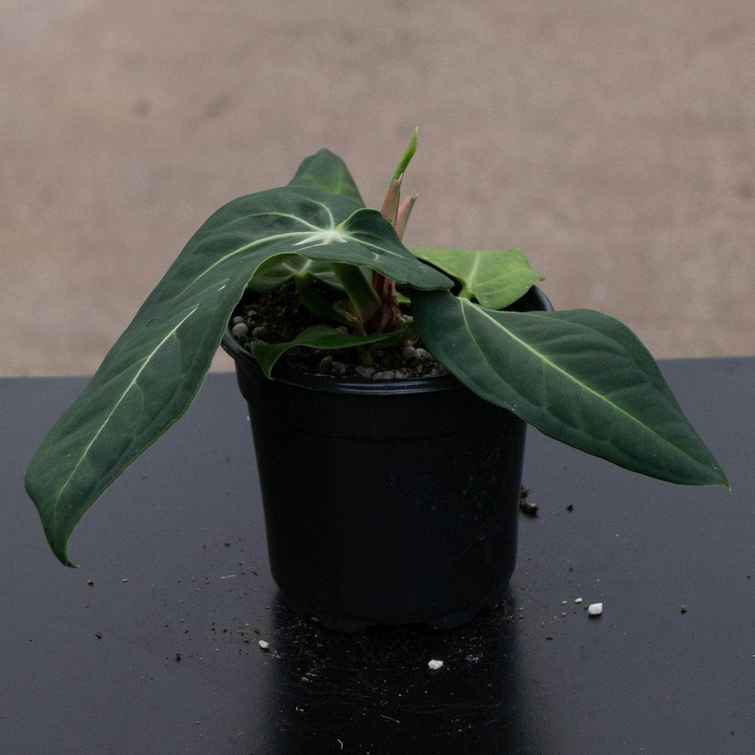 anthurium animal safe Anthurium villenaorum