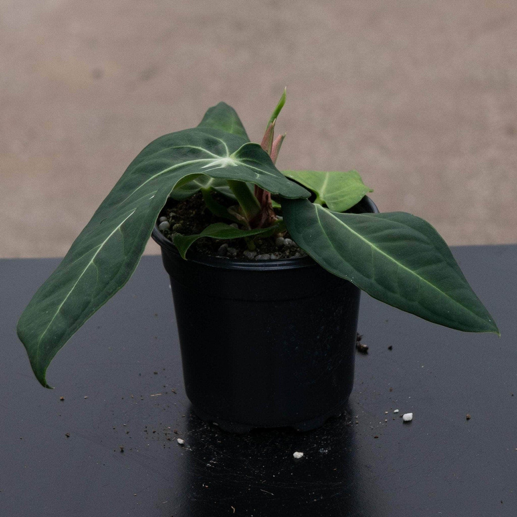 epiphytic anthurium Anthurium villenaorum