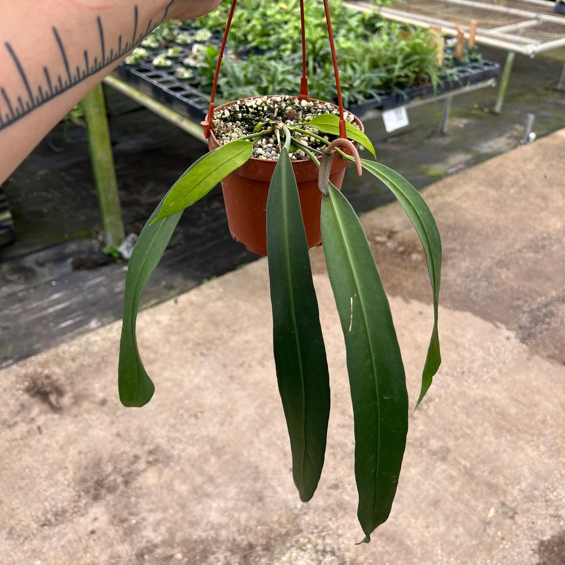 anthurium bakeri vs vittarifolium Anthurium vittarifolium