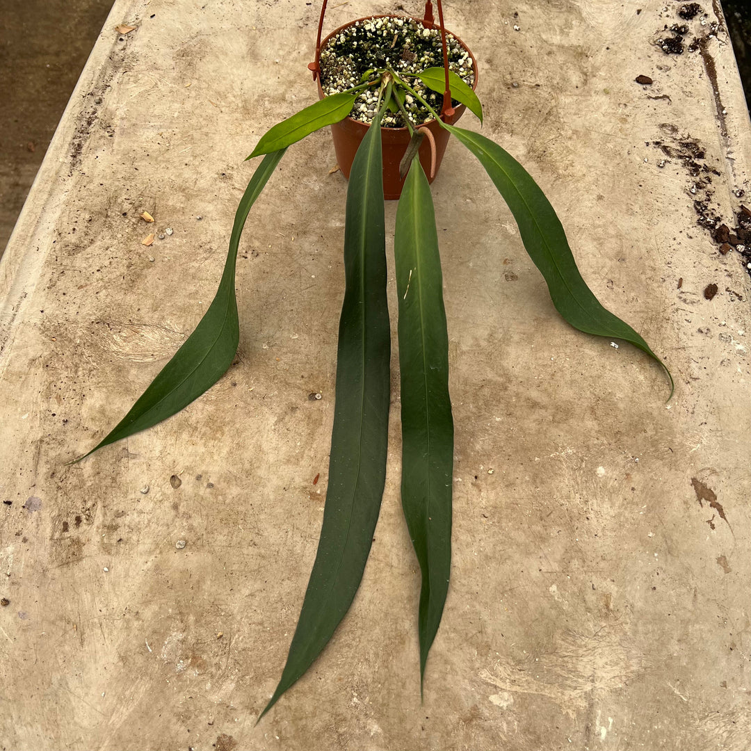anthurium vittarifolium buy Anthurium vittarifolium
