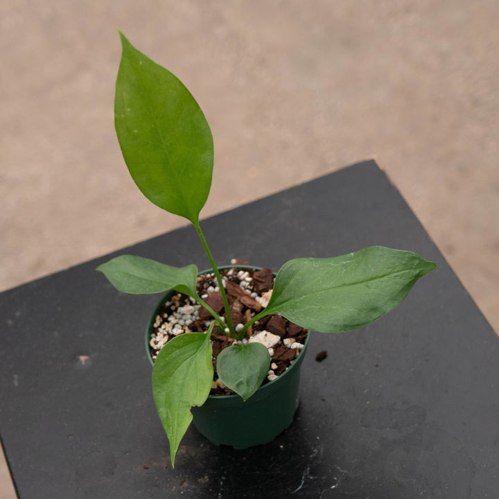 Gabriella Plants Anthurium Anthurium &